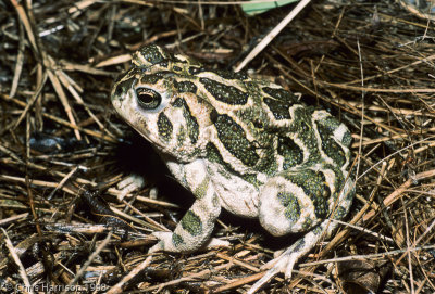 Anaxyrus cognatusGreat Plains Toad