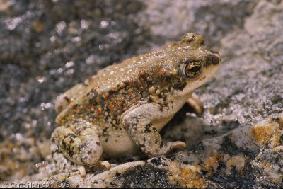 Anaxyrus punctatusRed-spotted Toad