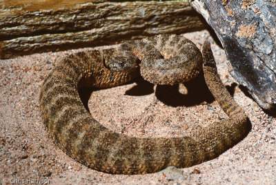 Crotalus tigrisTiger Rattlesnake