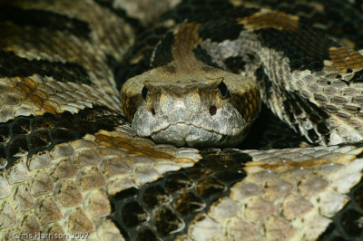 Crotalus horridusTimber Rattlesnake
