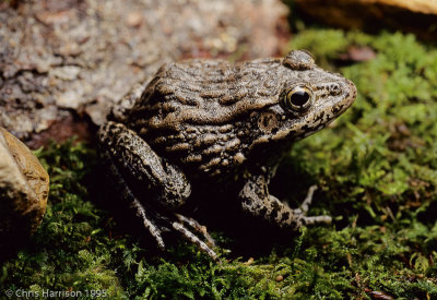 Lithobates capitoCarolina Gopher Frog