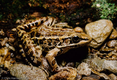 Lithobates palustrisPickerel Frog