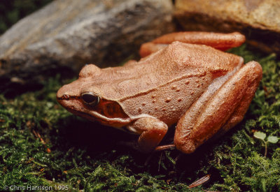 Lithobates sylvaticusWood Frog