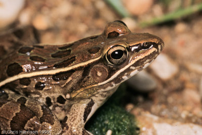 Lithobates sphenocephalus utriculariusSouthern Leopard Frog