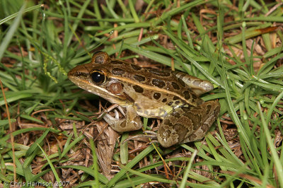 Lithobates sphenocephalus sphenocephalusFlorida Leopard Frog