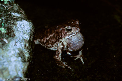 Ingerophrynus biporcatusIndonesian Crested Toad