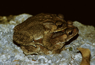 Duttaphrynus melanostictusBlack-spined Toad