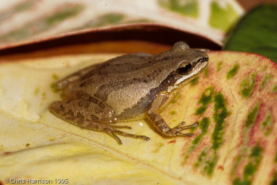 Pseudacris fouquetteiCajun Chorus Frog