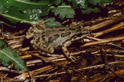 Pseudacris clarkiiSpotted Chorus Frog
