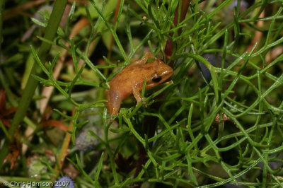 Pseudacris ocularisLittle Grass Frog