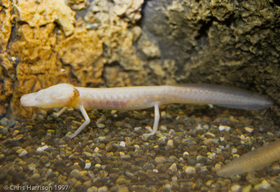 <i>Eurycea rathbuni</i><br>Texas Blind Salamander - captive