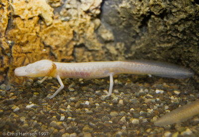 Eurycea rathbuniTexas Blind Salamander - captive