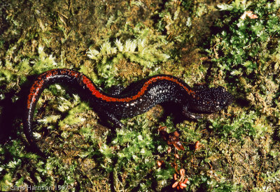 Plethodon angusticlaviusOzark Zigzag Salamander
