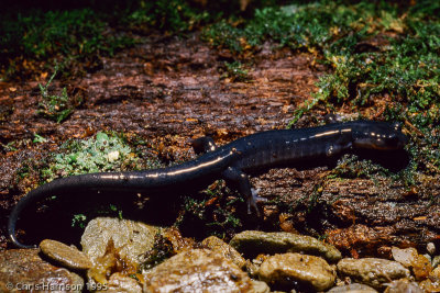 Plethodon jordaniRed-cheeked Salamander