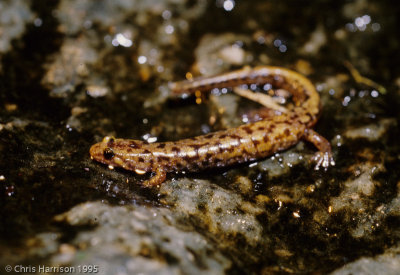 Plethodon welleriWeller's Salamander
