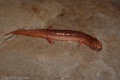 Pseudotriton ruber vioscaiSouthern Red Salamander