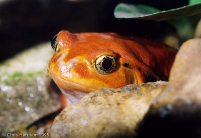 Dyscophus antongiliiTomato Frog