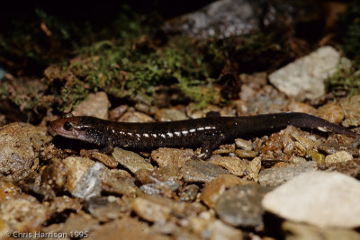 Desmognathus mavrokoiliusBlue Ridge Blackbelly Salamander