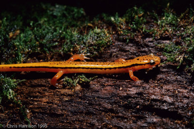 Eurycea - Brook Salamanders