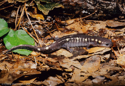 Ambystoma maculatumSpotted Salamander