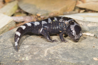 Ambystoma opacumMarbled Salamander