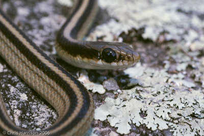 <i>Salvadora grahamiae</i><br>Mountain Patchnosed Snake