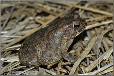 Amietophrynus gutturalisGuttural Toad