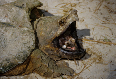 <i>Macrochelys temminckii</i><br>Alligator Snapping Turtle