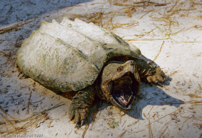 Macrochelys temminckiiAlligator Snapping Turtle