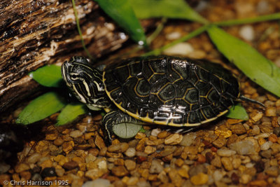 Deirochelys reticularia reticulariaEastern Chicken Turtle