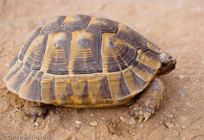 Testudo graecaGreek Tortoise