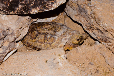 Malacochersus tornieriPancake Tortoise
