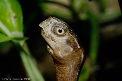 Geoemyda spengleriBlack-breasted Leaf Turtle