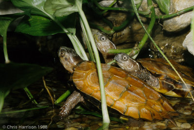 Geoemyda spengleriBlack-breasted Leaf Turtle