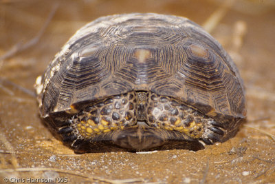 Gopherus berlandieriTexas Tortoise