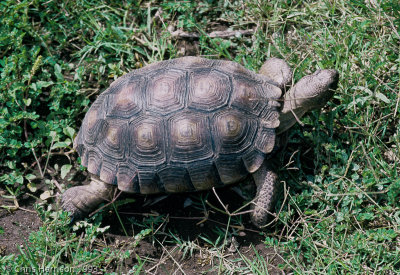 Gopherus agassiziDesert Tortoise