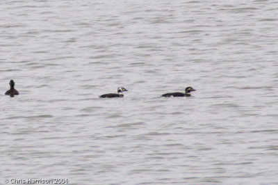 Long-tailed Duck