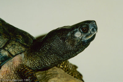 Terrapene coahuilaeCoahuilan Box Turtle