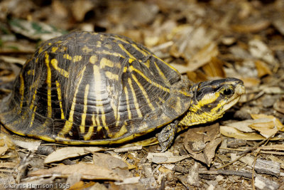 Box Turtles