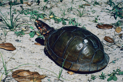 Terrapene carolina triunguisThree-toed Box Turtle