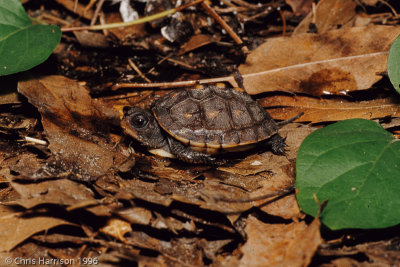 Terrapene carolina carolinaEastern Box Turtle - juvenile