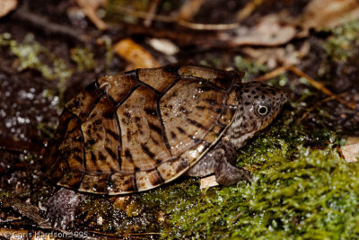 Sternotherus minor minorLoggerhead Musk Turtle