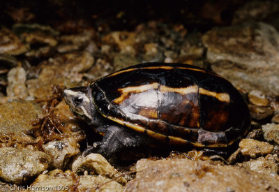 Kinosternon bauriiFlorida Mud Turtle