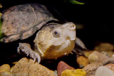 Kinosternon subrubrumEastern Mud Turtle