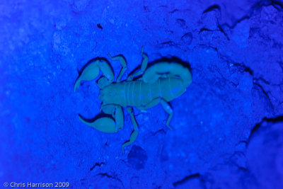 Diplocentrus sp.UV light RAW