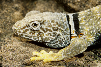 Crotaphytus bicinctoresGreat Basin Collared Lizard