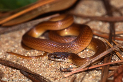 Rhadinaea flavilata
