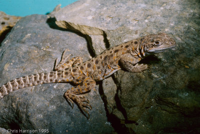 Gambelia_wislizeniiLong-nosed Leopard Lizard