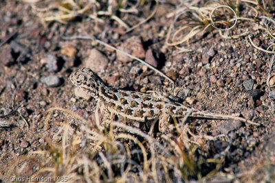 Holbrookia maculata approximansSpeckled Earless Lizard