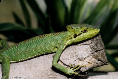 Laemanctus longipesEastern Casque-headed Iguana